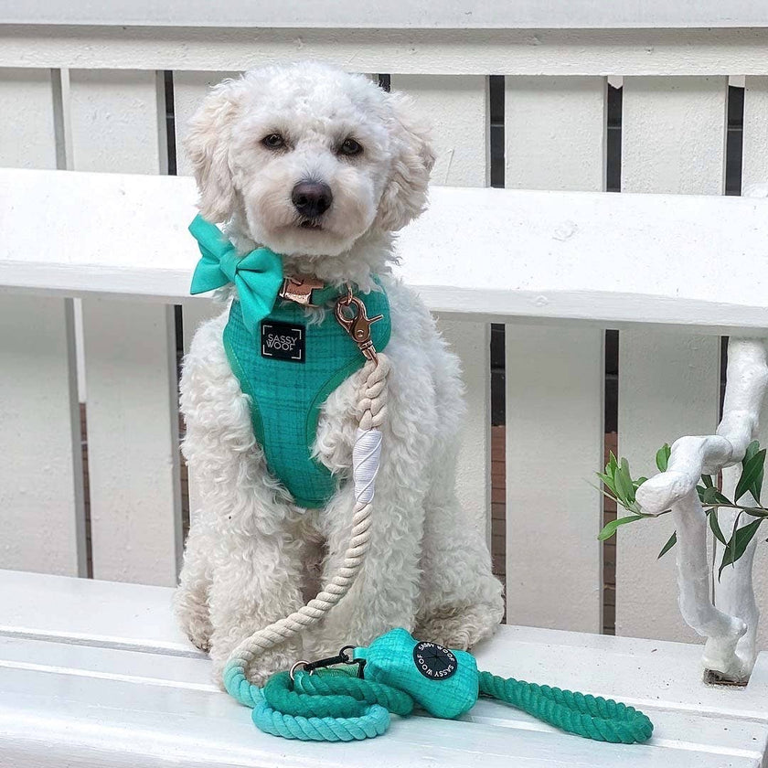 Dog Waste Bag Holder Wag Your Teal With Clasp