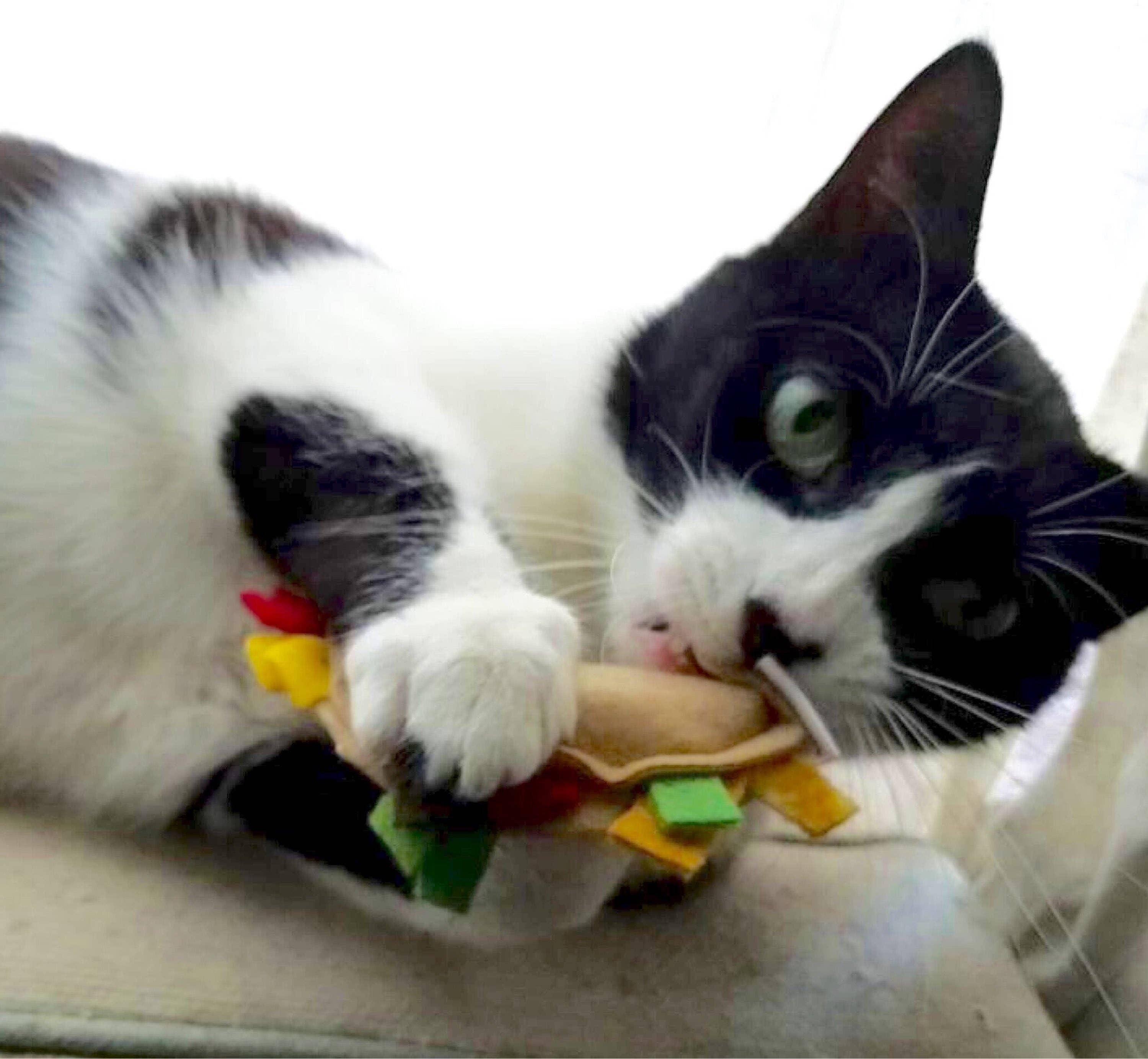 Cat Toy Catnip Tacos Plus Set of Two