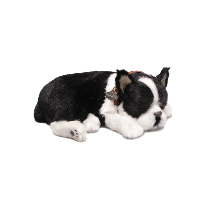 Boston Terrier Perfect Petzzz