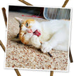 Meowijuana® Silvervine Sticks