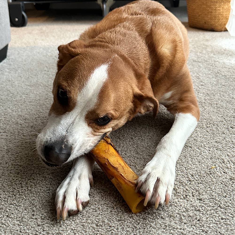 Beef Femur Bone with Real Peanut Butter