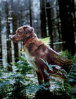 Pet Light LED Night Scope Rechargeable Pet Light for Collar or Harness