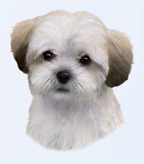 Shihpoo  - Vinyl Stickers