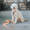 Dog Waste Bag Holder Orange With Clasp