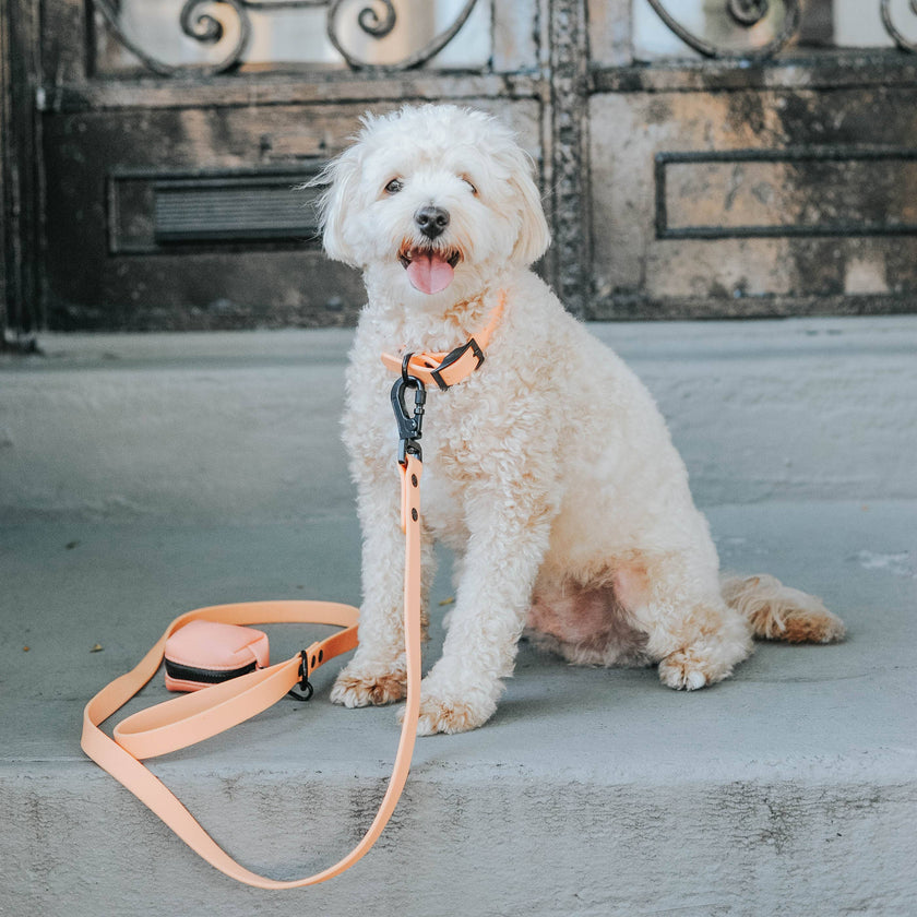 Dog Waste Bag Holder Orange With Clasp