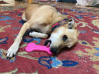 Dog Toy Bone eChew Ultra Durable Nylon Dog Chew Toy