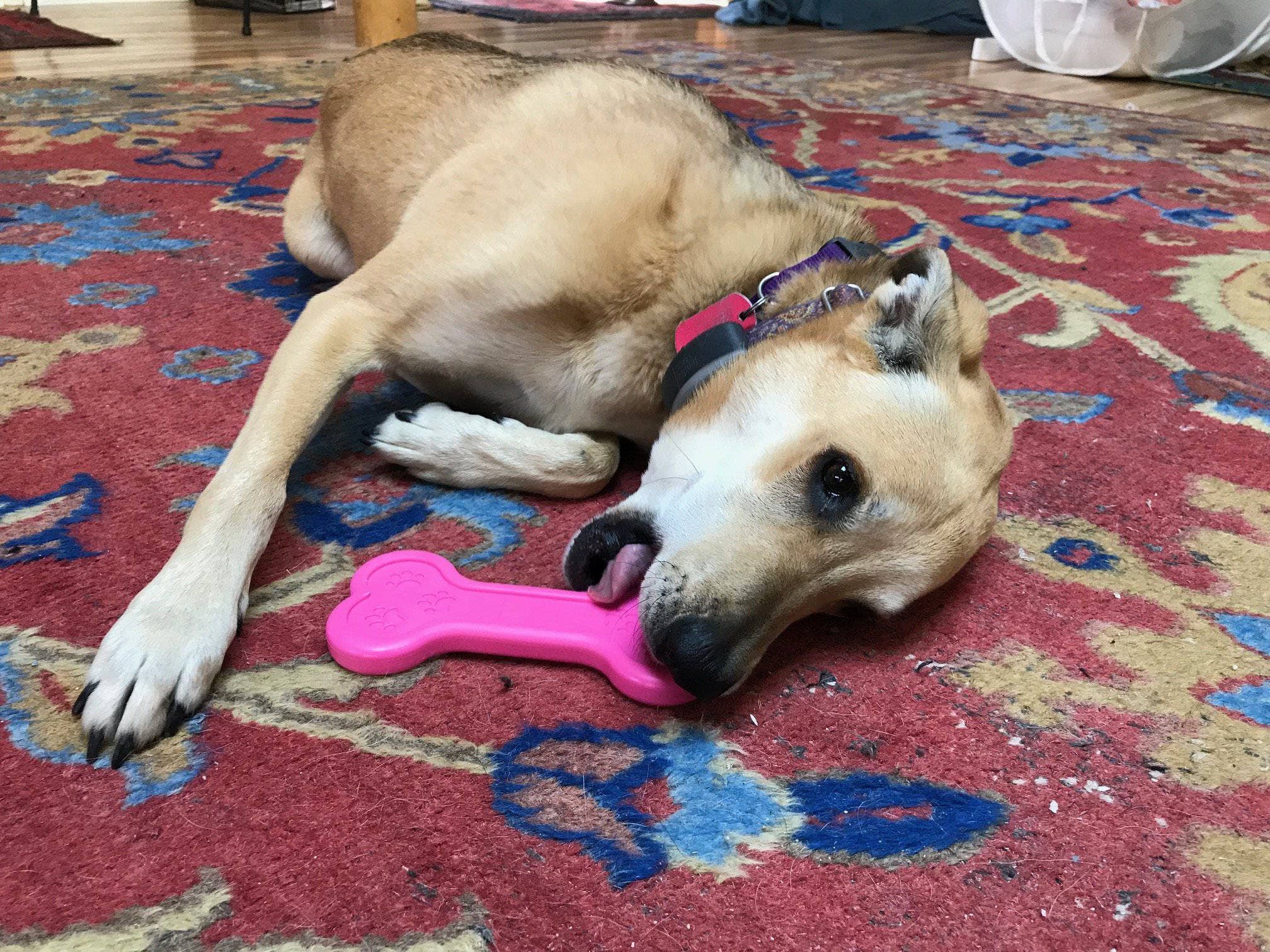 Dog Toy Bone eChew Ultra Durable Nylon Dog Chew Toy