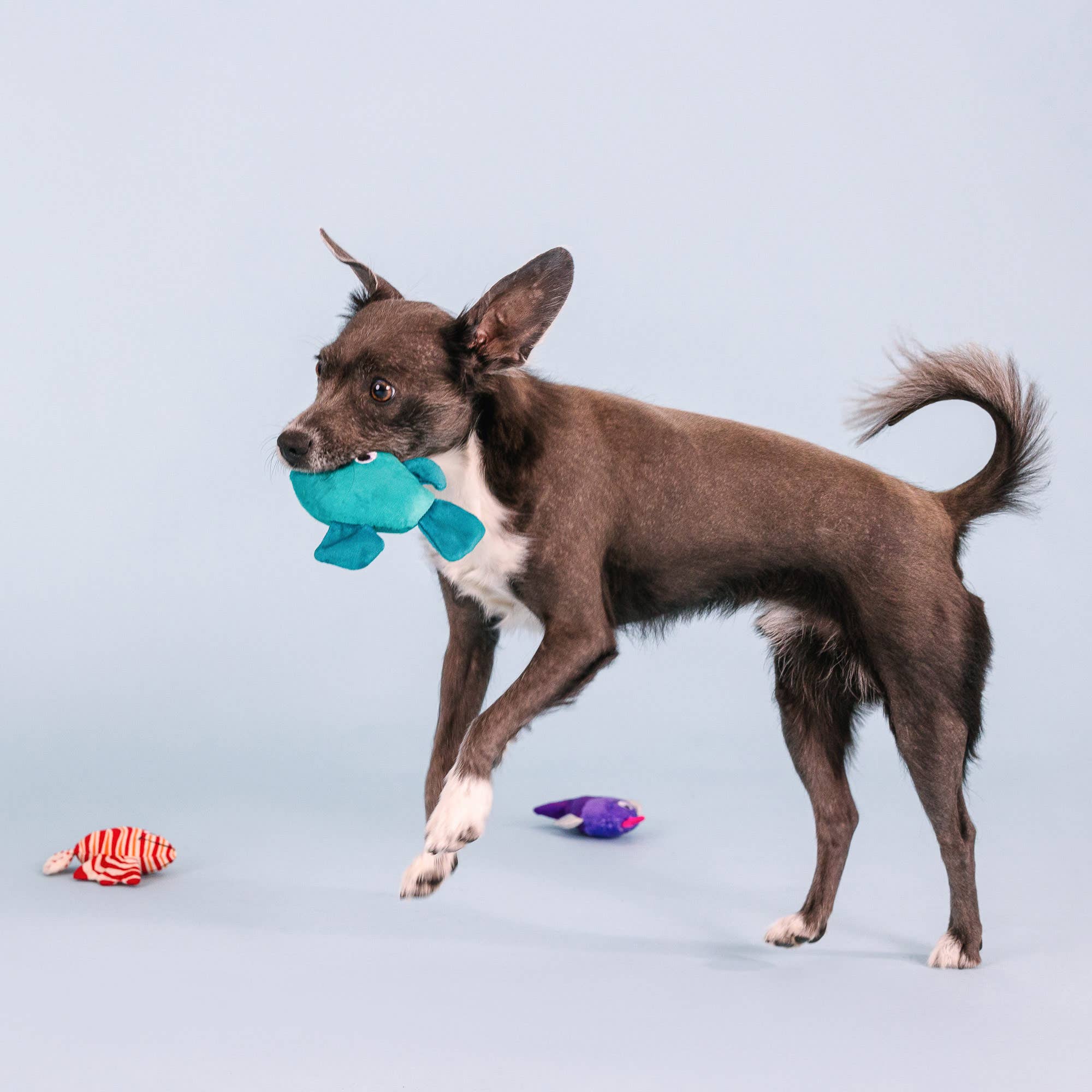 Doy Toy Fish Small Dog 3pc Plush Set