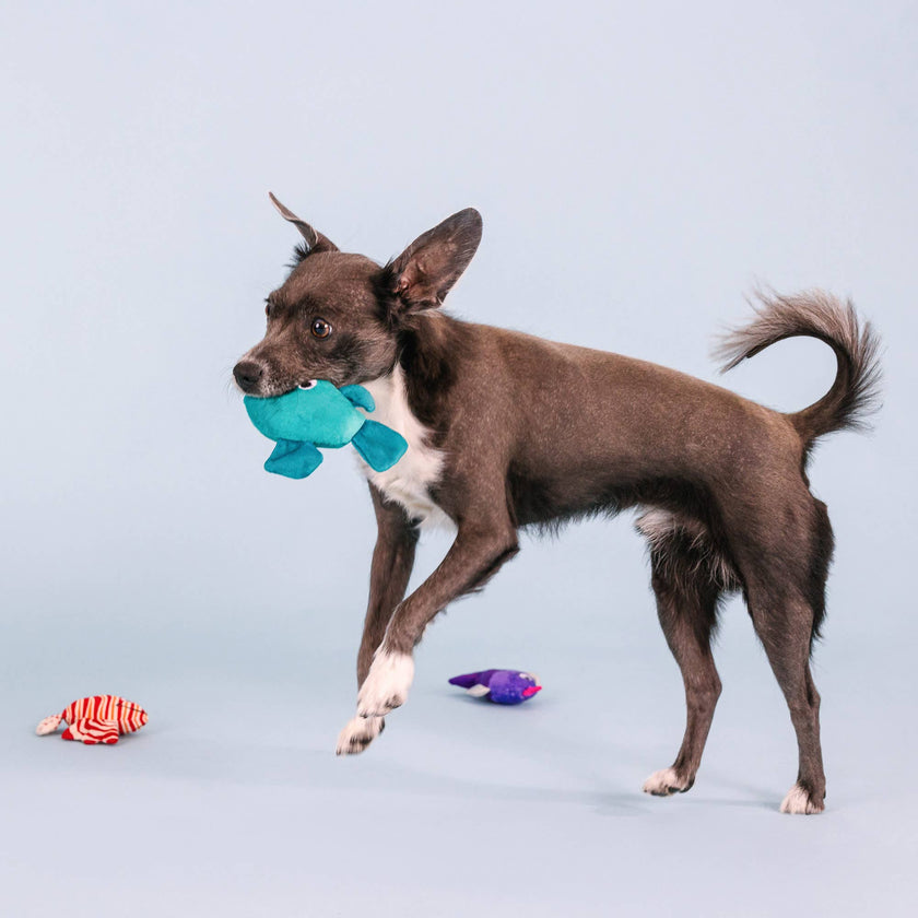Doy Toy Fish Small Dog 3pc Plush Set