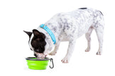 Pupware Collapsible Doggie Dish water or Food Travel Bowl