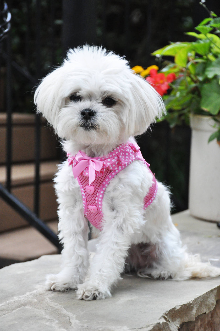 American River Polka Dot Dog Harness - Pink