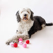 Valentine Plush Ball Dog Toy Single Assorted