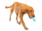 Qwizl® Dog Puzzle Treat-Dispensing Enrichment Toy