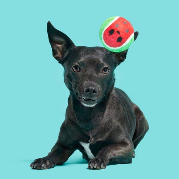 BARK Watermelon Tennis Balls