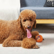 Dog Toy Sloth Zoo Ball Dog Plush Covered Tennis Ball Toy