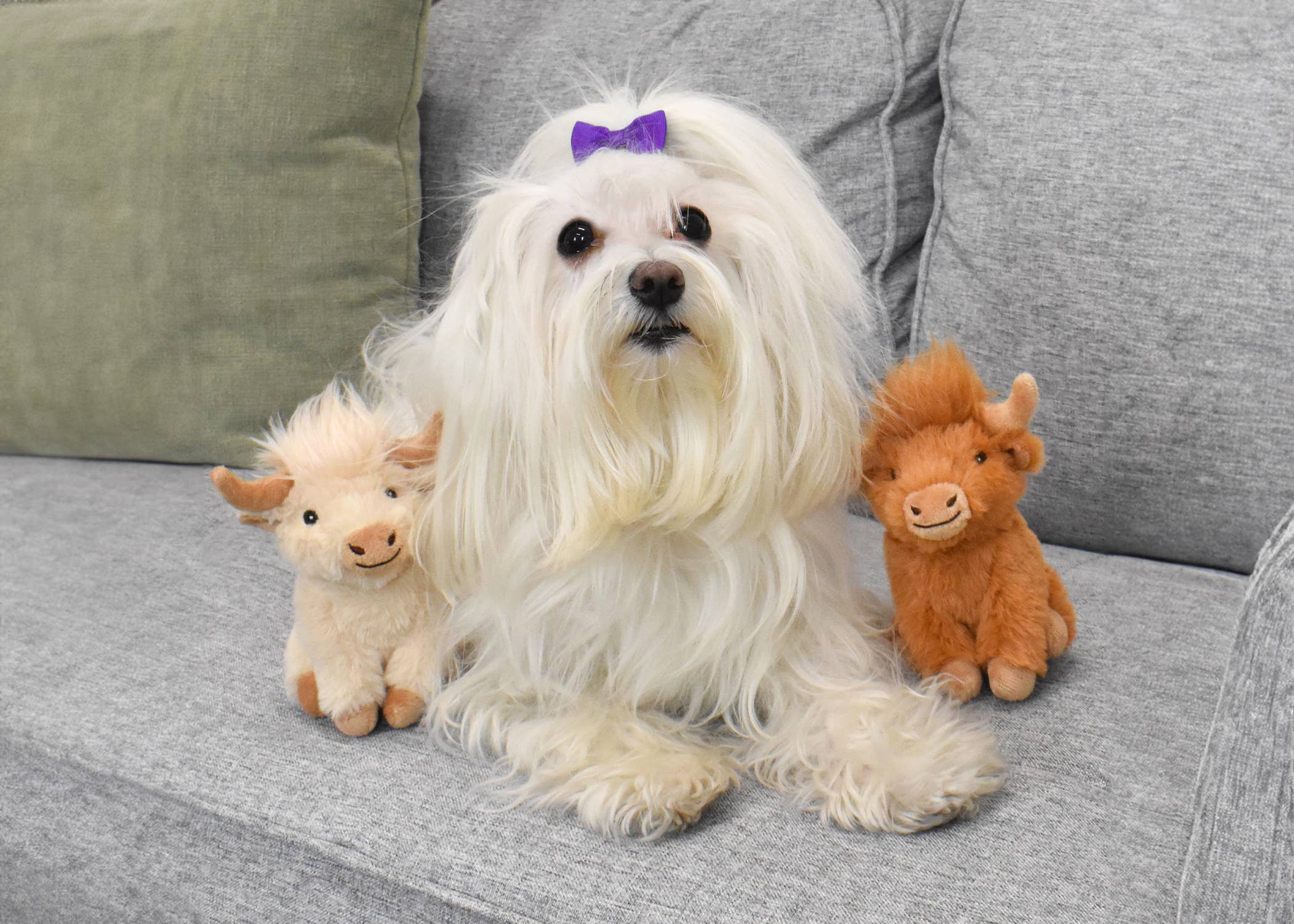Multipet Minipet Highland Cow Dog Toy 5
