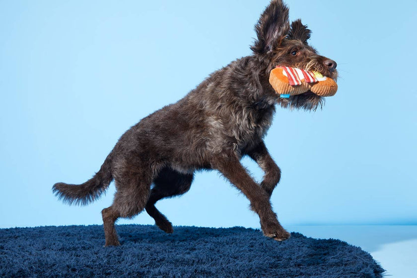 BARK Barkfest in Bed Dog Toy