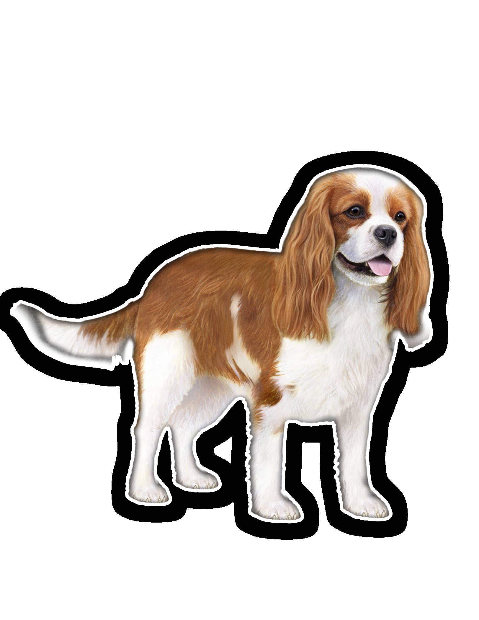 Cavalier King - Vinyl Sticker – Salty Paws