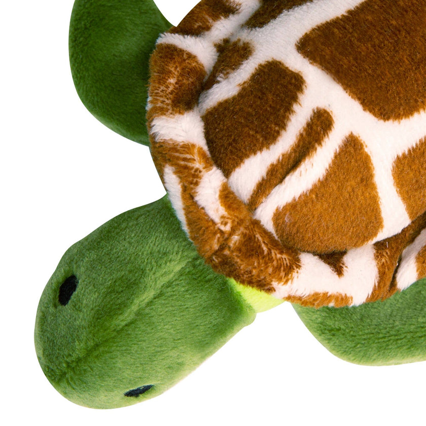 Baby Shelldon the Turtle