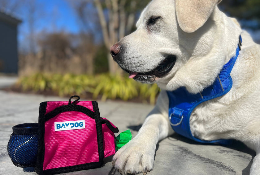 Pack-N-Go Bag