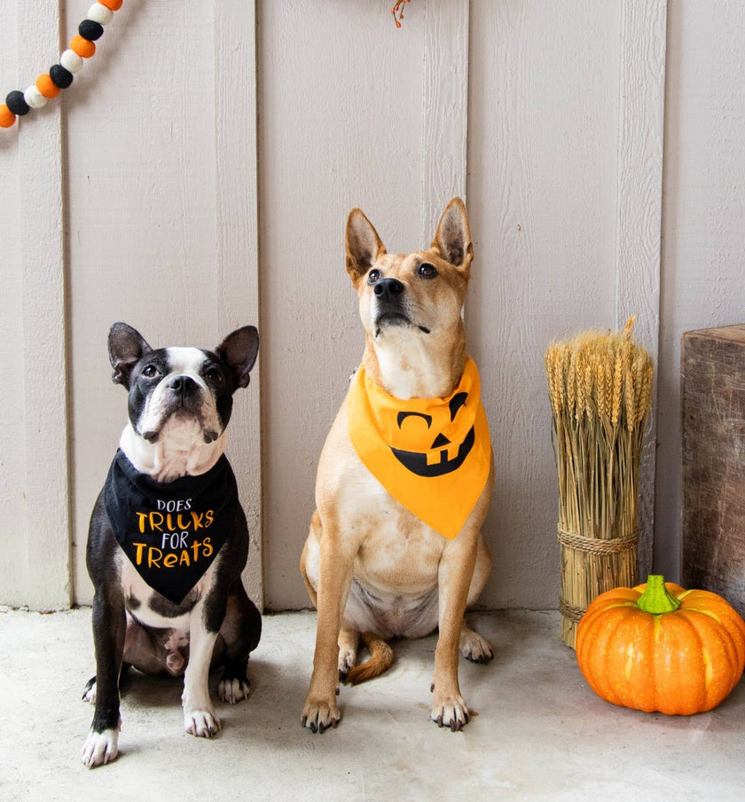 Pearhead Pumpkin Bandana Orange M/L