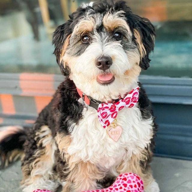 H&K Bow Tie Kisses