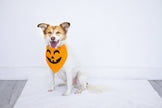 Pearhead Pumpkin Bandana Orange M/L
