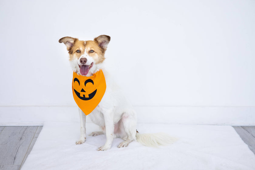 Pearhead Pumpkin Bandana Orange M/L