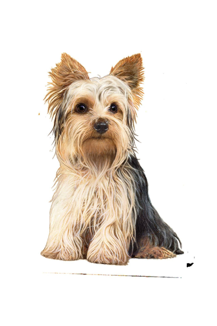 Yorkie  - Vinyl Sticker