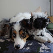 Dog Toy Highland Sheep With Squeaker Plush Toy