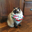 Christmas Pom Pom Decorative Dog Collar