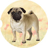 Pug Car Coaster