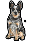 Australian Cattle Dog  - Vinyl Stickers