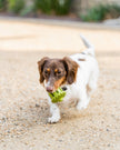 Dog Toy Green Acorn Natural Rubber Toy
