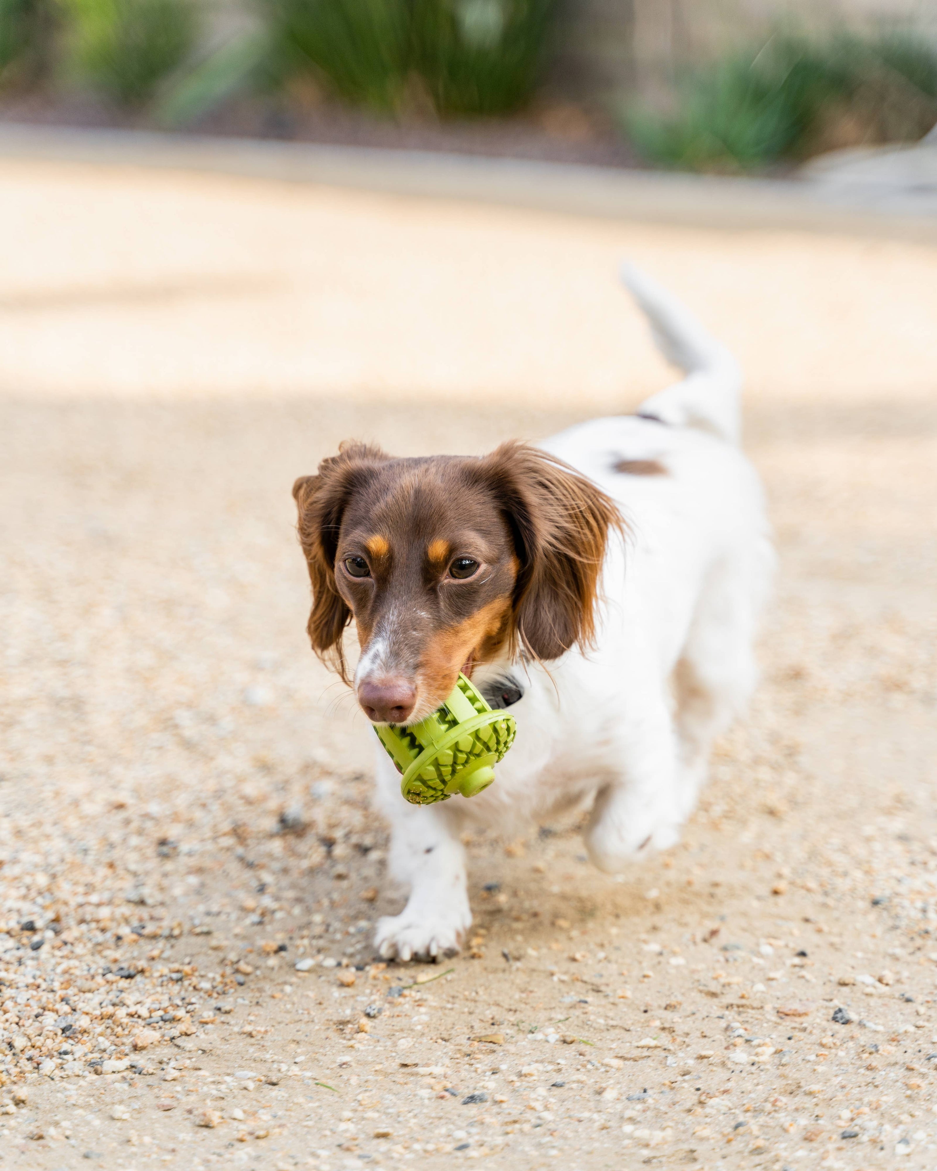 Dog Toy Green Acorn Natural Rubber Toy