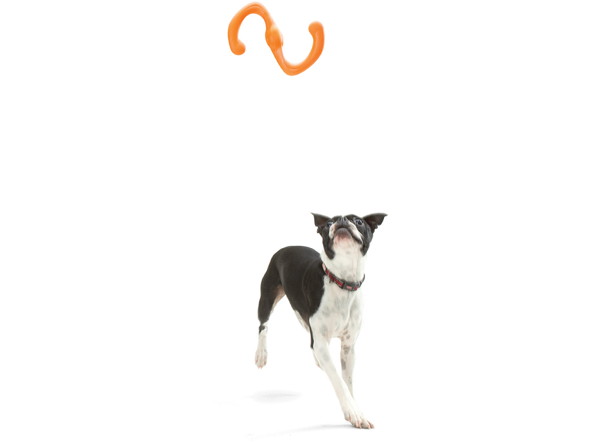 Dog Toy Bumi® for Chew, Tug, and Fetch Toy