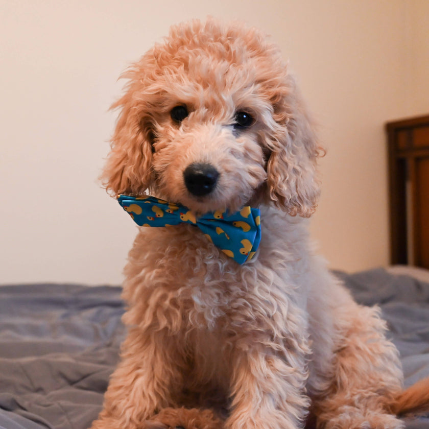 H&K Bow Tie Lucky Ducky