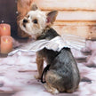 Dog or Cat Angel Wings Costume