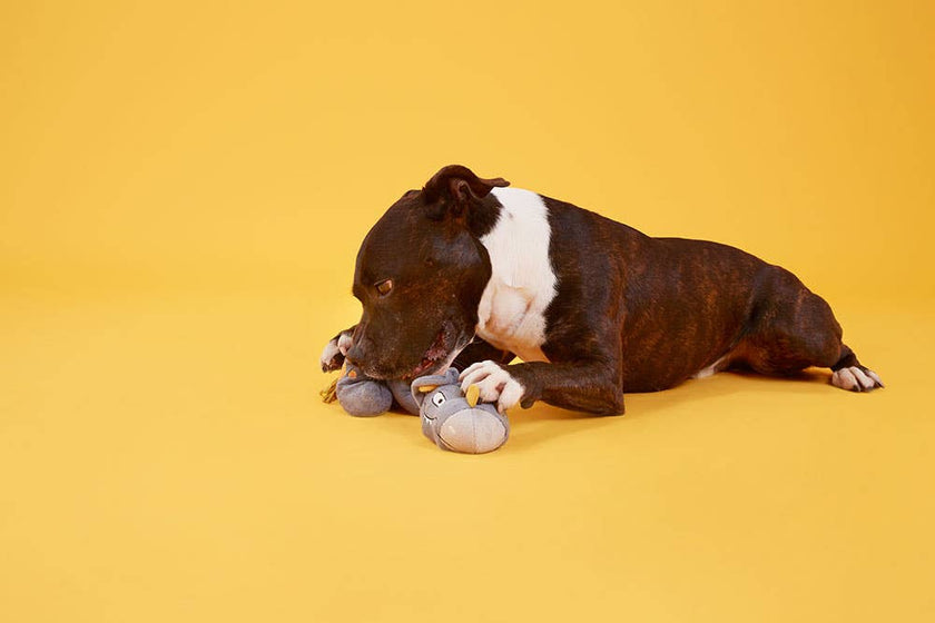 BARK Herbert the Herbivore Dog Toy