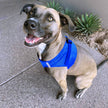 American River Solid Dog Harness - Cobalt Blue