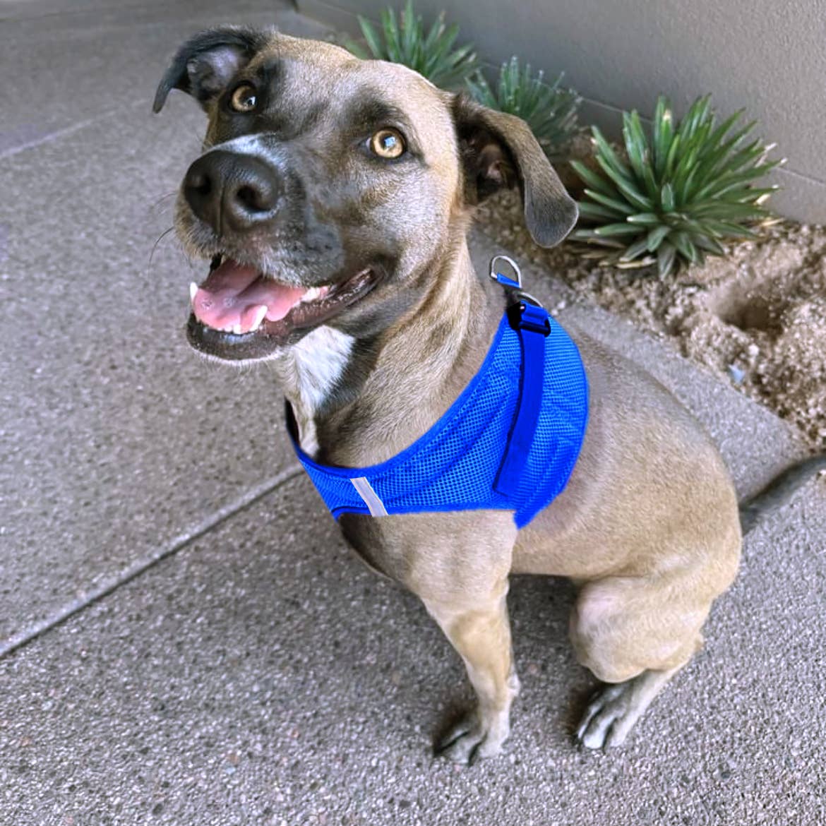 American River Solid Dog Harness - Cobalt Blue