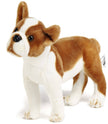 Boston Terrier Boxer 