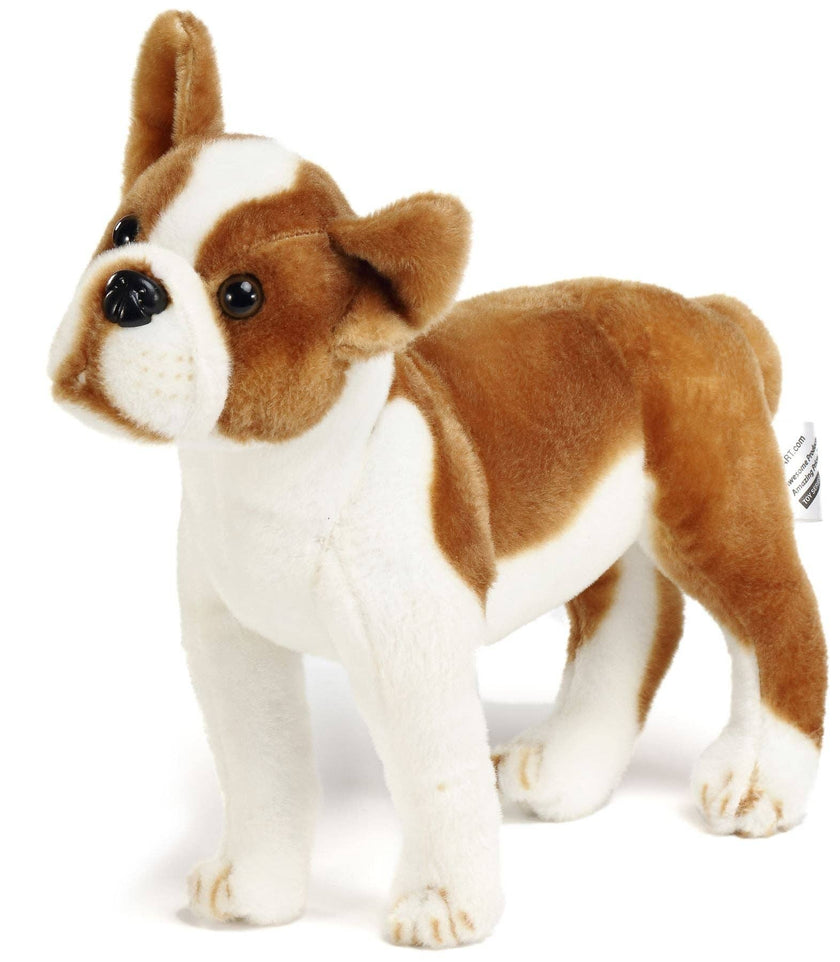 Boston Terrier Boxer 