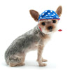 Patriotic American USA Star Pet Hat