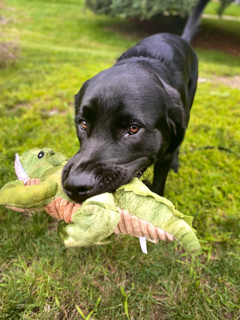 Tall Tails Crunch Plush Gator Dog Toy - 15