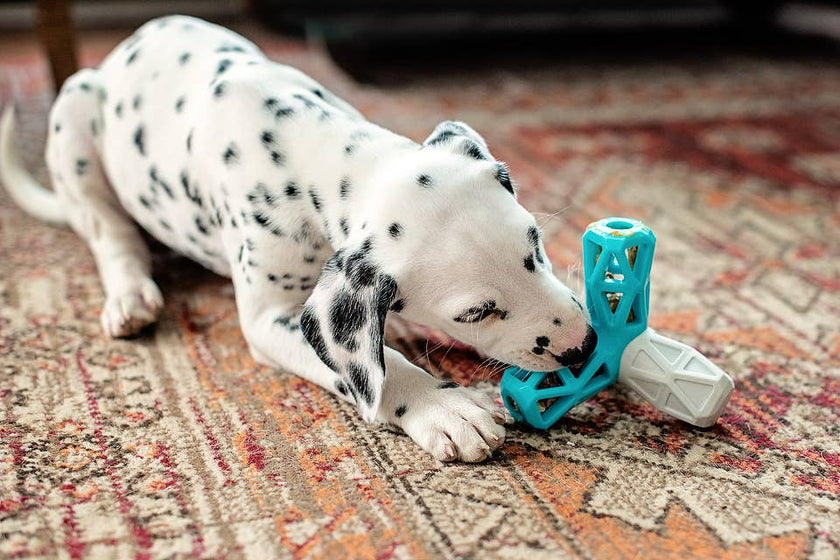 Totally Pooched Squeak n' Stuff Foam Rubber Dog Toy