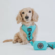 Dog Waste Bag Holder Neon Blue With Clasp