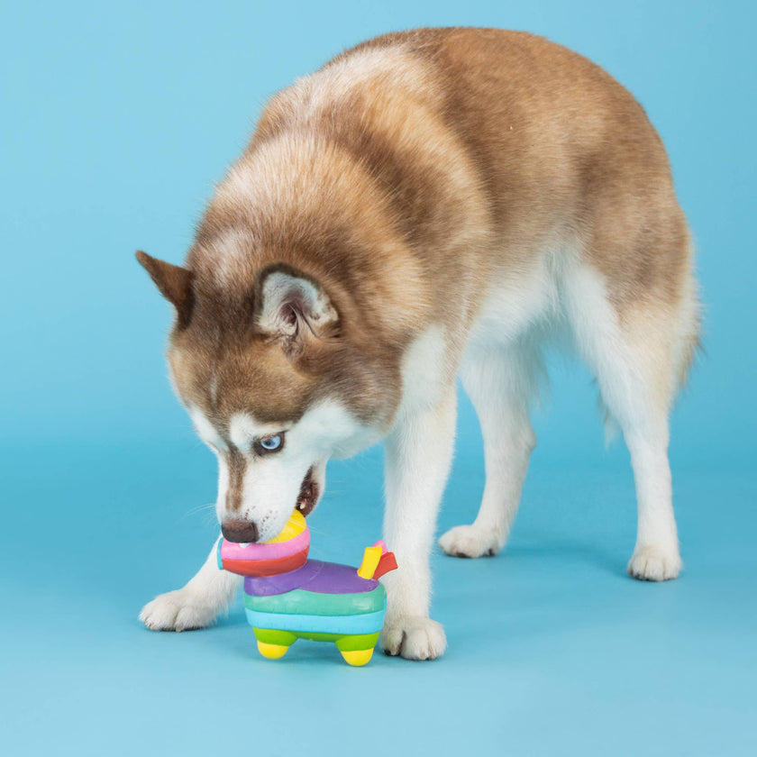 Dog Toy Pinata Life's A Paw-ty Latex Toy