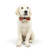 H&K Shiny Christmas Plaid Bow Tie