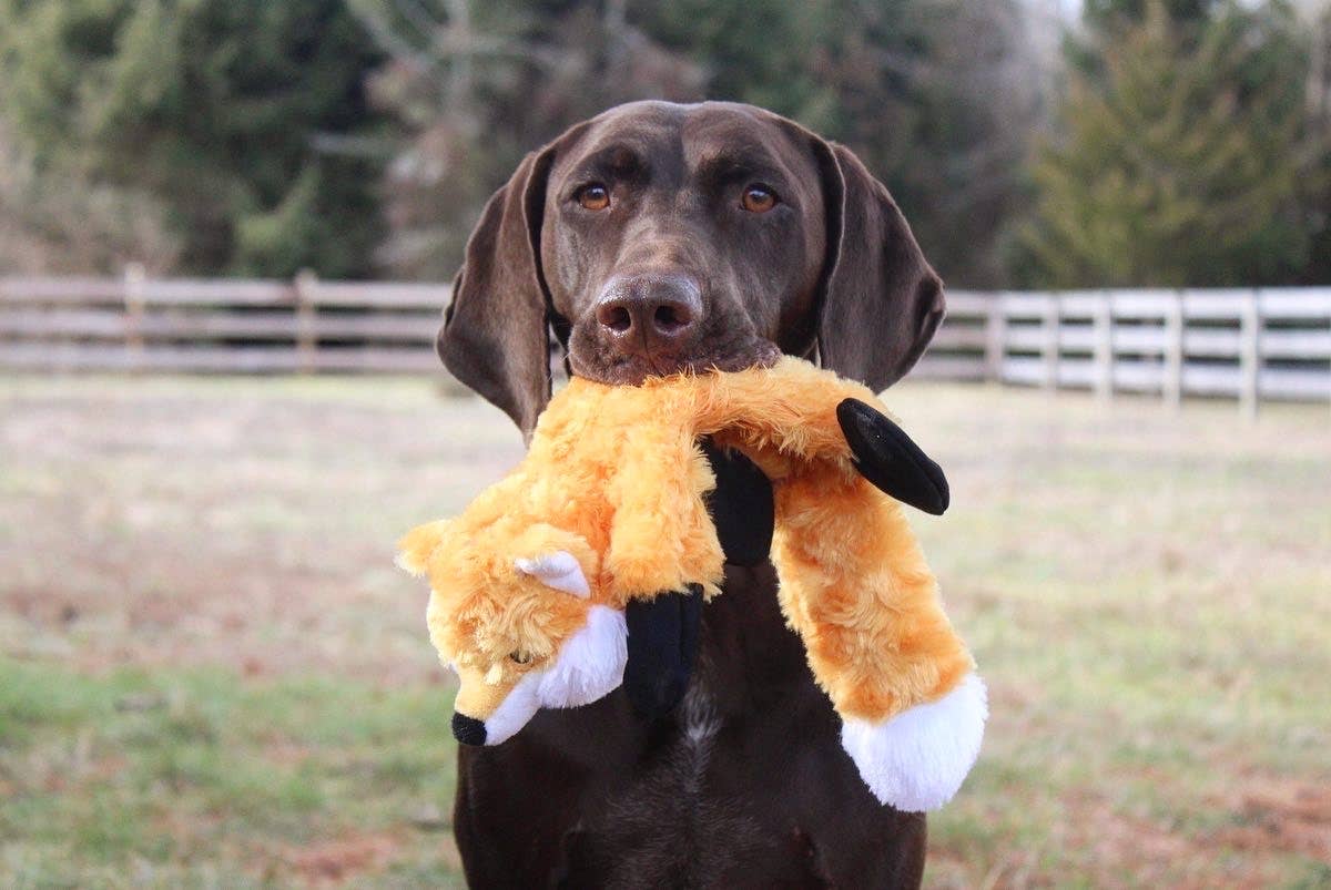 Stuffless Fox Squeaker Dog Toy